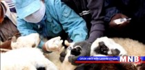 Малын гоц халдварт цэцэг өвчнөөс урьдчилан сэргийлэх ажлыг эрчимжүүлж байна