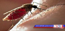 Конго улсад ажиллаж байсан Монгол Улсын иргэн хумхаа өвчин тусчээ