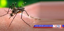 Нийслэлд Зика вируст халдвараас урьдчилан сэргийлэх арга хэмжээ авна
