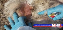 Зургаан сумын 35 суманд цэцэг өвчин гарчээ