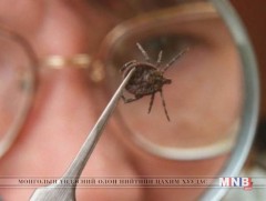 Хачигт халдвараас сэргийлье 