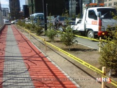 Улаанбаатар хотод тавдугаар сард 480 мянган ширхэг мод, сөөг тарив