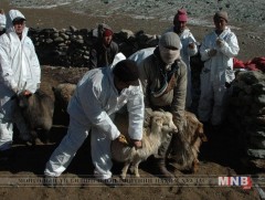 Төл малыг бруцеллёз өвчнөөс урьдчилан сэргийлэх вакцинжуулалтад хамруулна