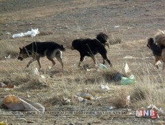 Золбин нохойны үржлийг зогсоох шинэ арга хэрэгжүүлнэ
