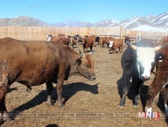 Нийслэлийн орлогч даргаар ахлуулсан ажлын хэсэг Багахангай дүүрэгт ажиллана