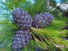 Болц гүйцээгүй самрыг гар дээрээс авахгүй байхыг анхааруулжээ