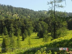 Дэлхийн нийт газар нутгийн 26 хувь нь ой модоор бүрхэгдсэн байдаг
