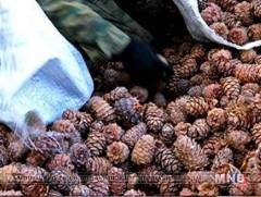  Самрыг энэ сарын 10-наас түүж бэлтгэх БОАЖ-ын сайдын тушаал хэрэгжиж эхэллээ 