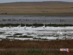 Хэт халалт болоод мал олширсноос Ганга нуурын ус огцом татарчээ
