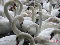 Ганга нууранд 600 гаруй хун чуулж байна