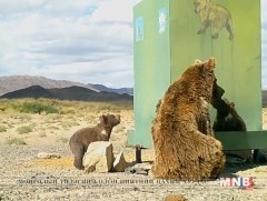 Мазаалай энэ жил хамгийн багаар бодоход 3 бодгалиар бүл нэмжээ