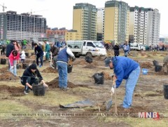 Маргааш бүх нийтээр мод тарина