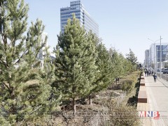 Толгойтоос Амгалан өртөө хүртэл 8000 улиас мод тарина