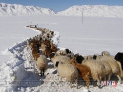 Зудын эрсдэлийн мэдээ