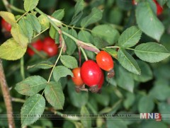 Дархлаа дэмждэг хүнсний бүтээгдэхүүн №1