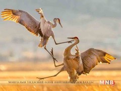 Тайландын зэрлэг байгальд ердөө 42 ширхэг цэн тогоруу байдаг