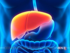 Элэг хүний биеийн хамгийн том эрхтэн 