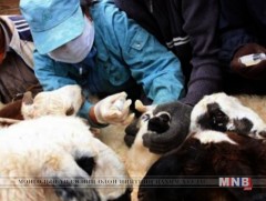 Хонины цэцэг өвчтэй 68 хонь, 17 зээрийг устган ариутгал халдваргүйжүүлэлт хийжээ