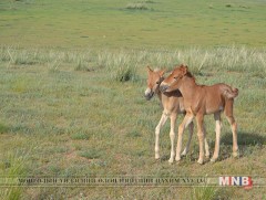 Энэ жил улсын хэмжээнд нэг сая 100 мянган гүү унагална