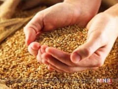 Улаан буудайн тонн тутамд 55 мянган төгрөгийн урамшуулал олгоно 