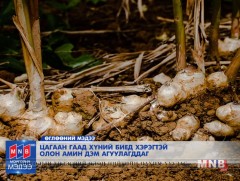 Цагаан гаад хүний биед хэрэгтэй олон амин дэм агуулагддаг