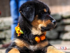 Нохой сонирхогчдын клубүүдийн аварга шалгаруулах тэмцээн болно