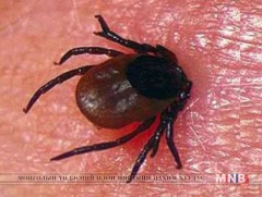 Хачигт халдварын сэжигтэй тохиолдол өмнөх жилүүдийнхээс олширчээ