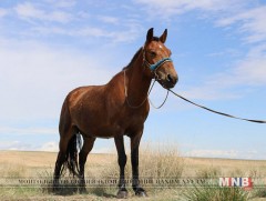 Тэс омгийн адууг Тэсийн голын сав нутагт үржүүлж байна 