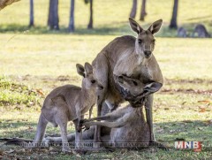 Эх имж үхэхийнхээ өмнө зулзагандаа хүрэхийг хүсчээ