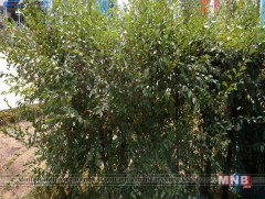 Монгол хайлаас авч эхэллээ 