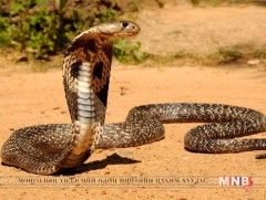 Могойд хатгуулсан үед авах анхны тусламж 