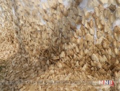 Өрөөсгөл хүр эрвээхэй хэт олширлын үедээ ойд маш хөнөөлтэй 