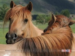 Хээрийн хойморт адуу янцгаана