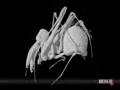 50 сая жилийн өмнөх аалз ямар байсан бэ