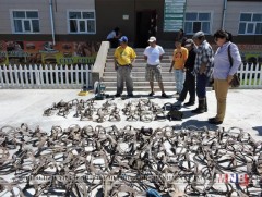 Увс аймаг хамгийн олон хавх хурааж, цуглуулжээ 