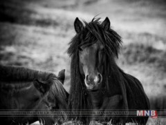 Хилэн харын дууль