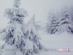 Ойн зулзаган мод