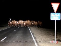 Малын хүзүүнд гэрэл ойлгогчтой тууз зүүж эхэлжээ 