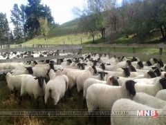 Сэлэнгэ аймгийн Ерөө суманд суффольк хонь нутагшуулж байна