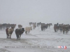 Цасан шуурга шуурна 