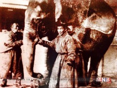 Богд хааны бор заан