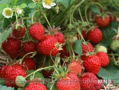 Гэртээ гүзээлзгэнэ тарих 10 алхам 