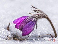 Ижий минь өвс ногоо болон ургаж байгаа