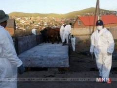 Шүлхийтэй мал оруулж ирсэн иргэн, албан тушаалтанд хариуцлага тооцно