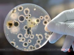 Хөгц мөөгөнцөр