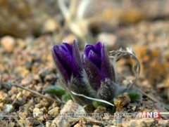 Яргуй нүдлэх цагаар ...