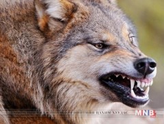 Галзуу өвчнөөс сэргийлье