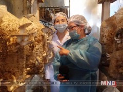 Органик мөөгийг Монголд тарьж байна 