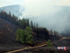 Баавгайт ууланд гарсан ойн түймрийг цурманд оруулан бүрэн унтраахаар ажиллаж байна