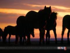 Жаргалант Алтайн жаргалтай уяач